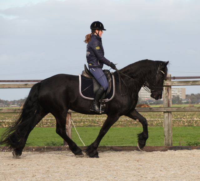 Elma, een super brave 8 jarige Friese stermerrie te koop bij Stal Sibma Elma, een super brave 8 jarige Friese stermerrie te koop bij Stal Sibma