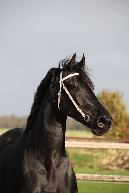 Elma, a super sweet 8 yr old Friesian mare!!