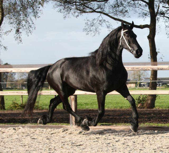 Friesian for sale and equestrian centre Sibma - Elma, a super sweet old Friesian mare