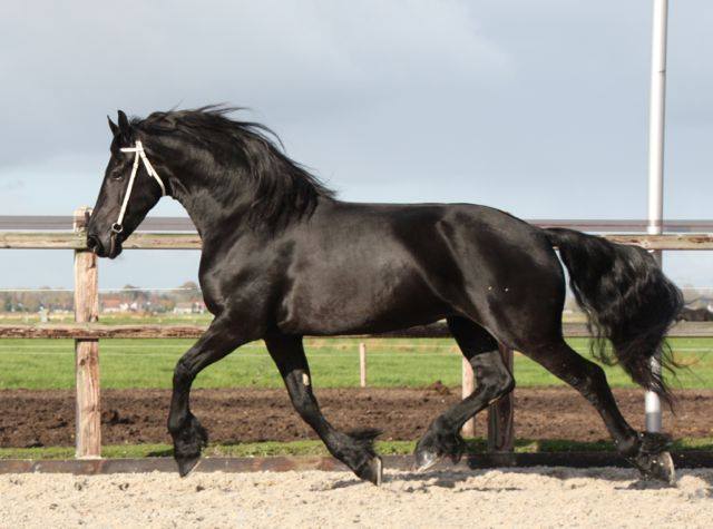 Elma is rontgenologisch goedgekeurd zonder bemerkingen Elma is rontgenologisch goedgekeurd zonder bemerkingen