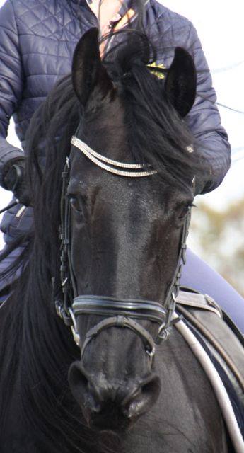 Onder het zadel is het een fijn paard Onder het zadel is het een fijn paard