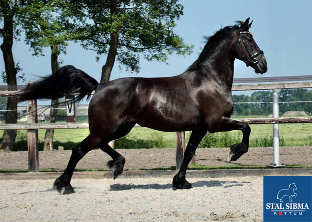 Stal manege en verkoop van friese paarden - Mooie STERmerrie koop: Hilde Diphoorn