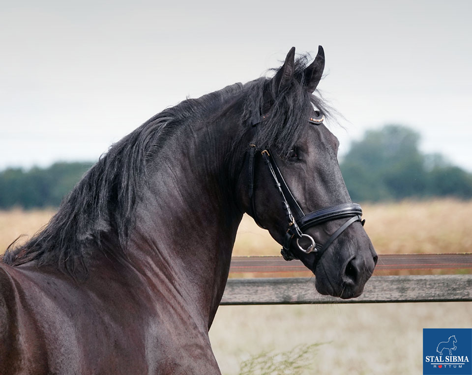 Stal Sibma, en verkoop van friese paarden - Merries