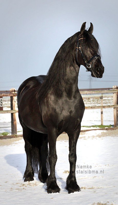 namke friese merrie top te koop