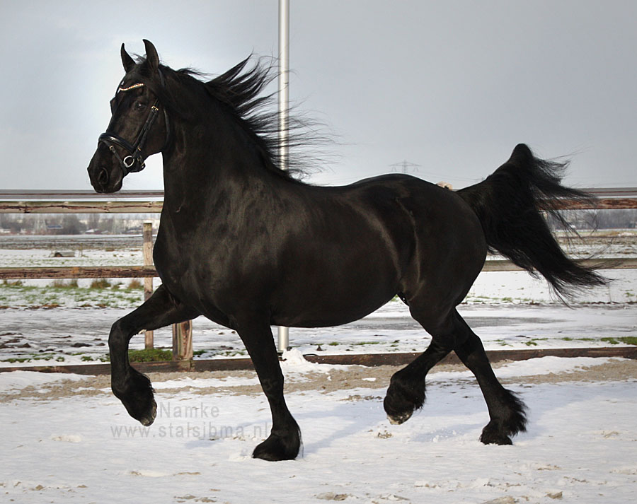 namke friesian mare for sale high quality