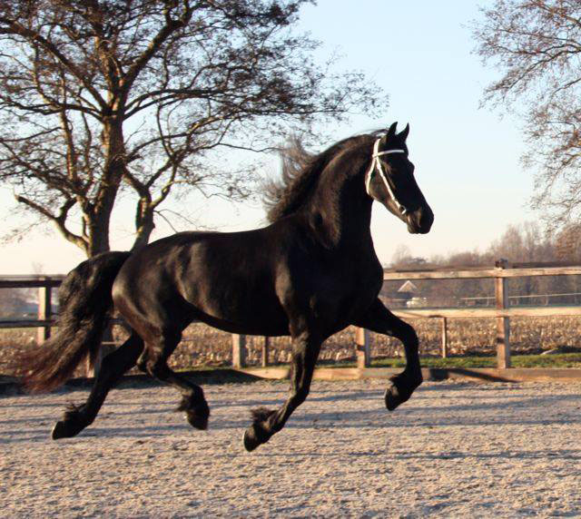 Friese stermerries Skatsje van Stal Sibma te koop Friese stermerries Skatsje van Stal Sibma te koop