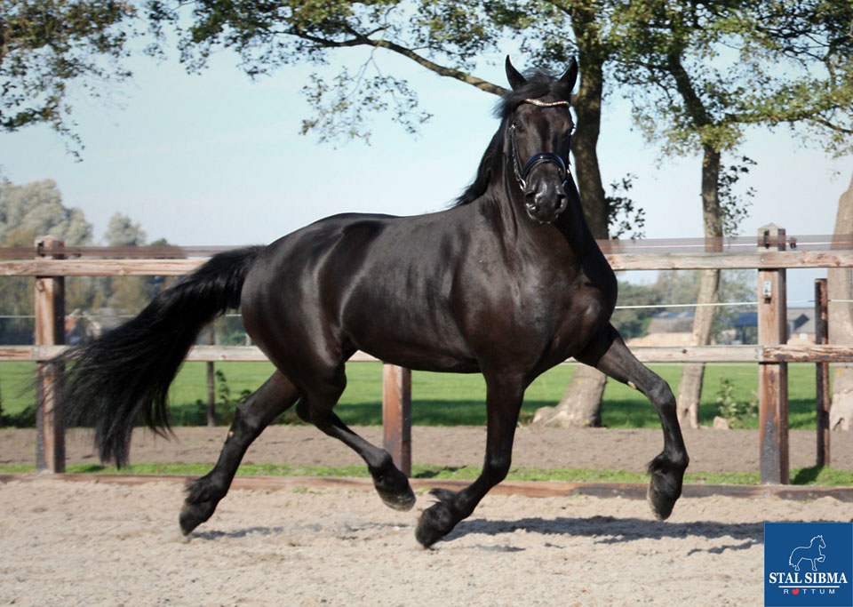 wendy friesian mare for sale sibma
