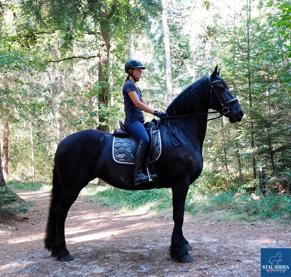 Klaar schuld militie Stal Sibma, manege en verkoop van friese paarden - **VERKOCHT** Yfke Rynke