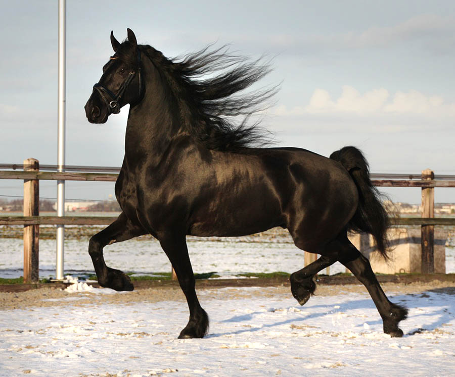 slachtoffers whisky Rook Stal Sibma, manege en verkoop van friese paarden - Te koop: knappe ruin  Hidde