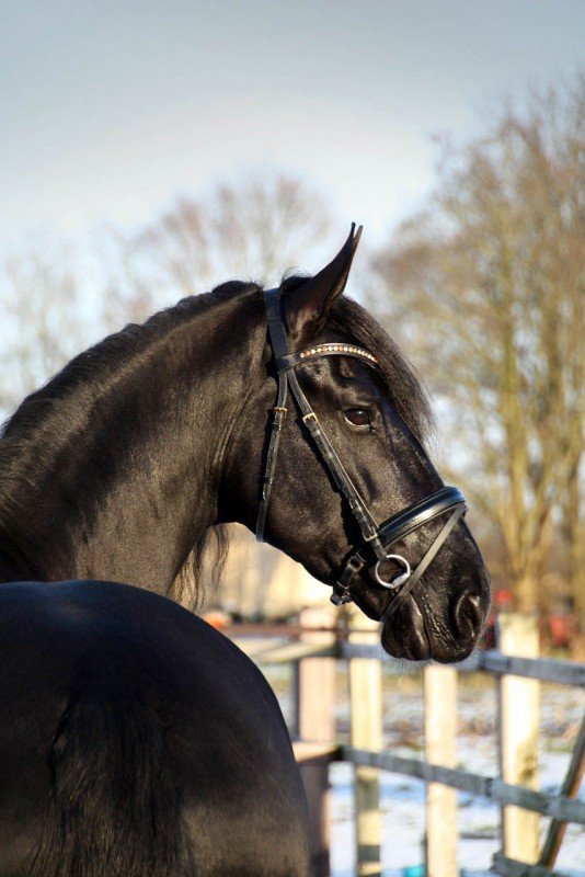 Friesian Gelding Hidde for sale at Stable Sibma Netherlands