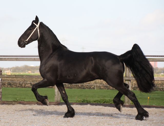 Friese ruin Jaron te koop bij Stal Sibma Friese ruin Jaron te koop bij Stal Sibma