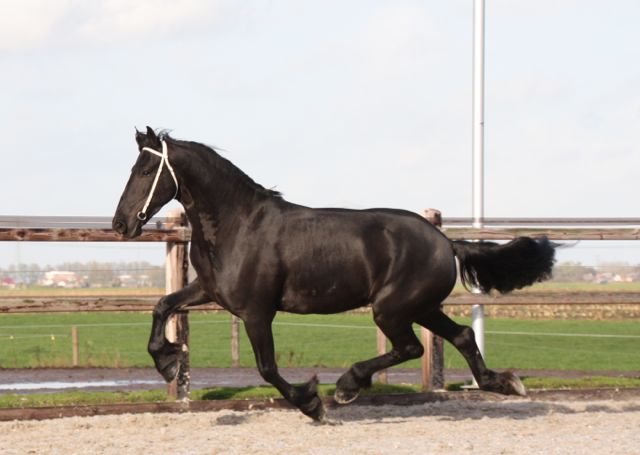 Grote, lieve Friese ruin Jaron te koop Grote, lieve Friese ruin Jaron te koop