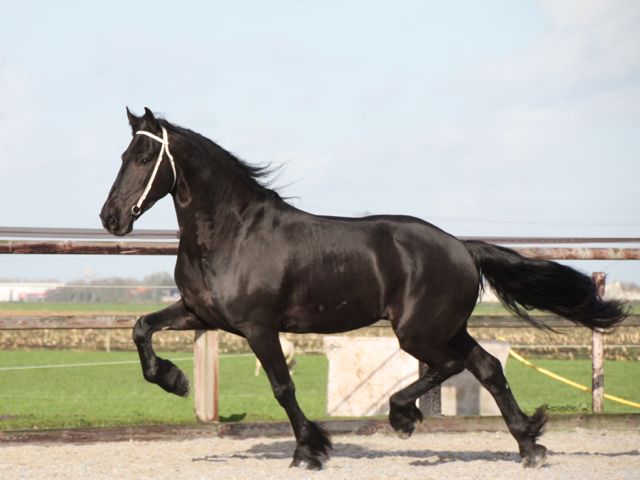 Grote, lieve Friese ruin Jaron te koop Grote, lieve Friese ruin Jaron te koop