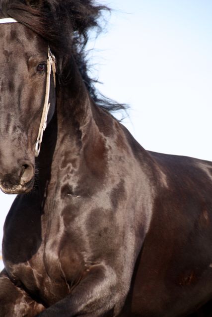 Grote, lieve Friese ruin Jaron te koop Grote, lieve Friese ruin Jaron te koop