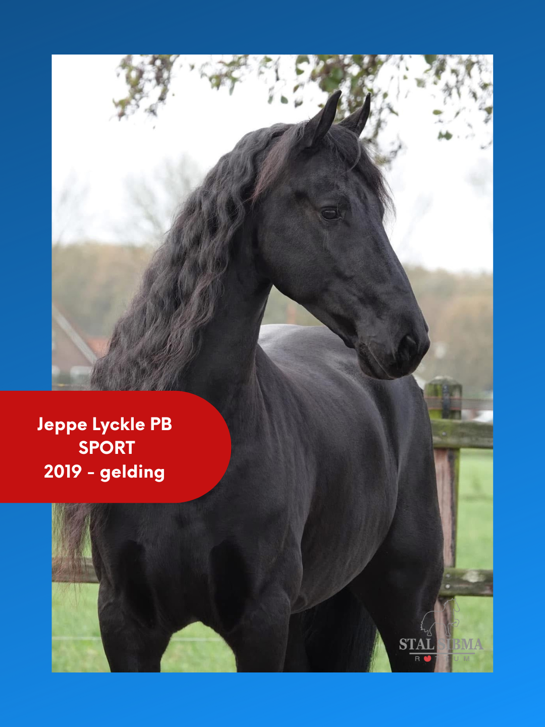 Friesian gelding Jeppe Lyckle SPORT