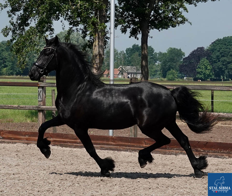 verkoop ruin juristo stal sibma 06