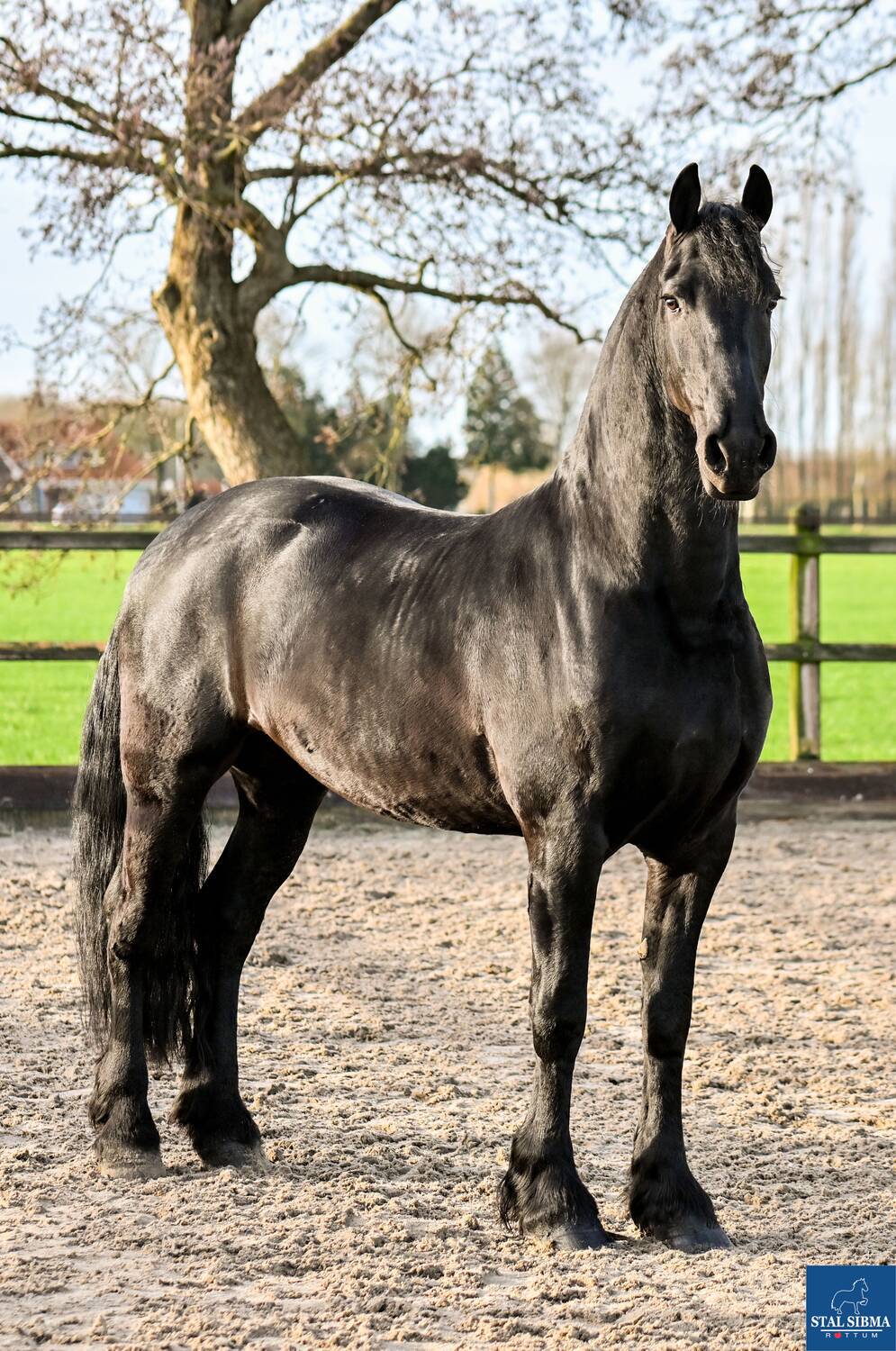 Stallion Jitse Jan Stal Sibma